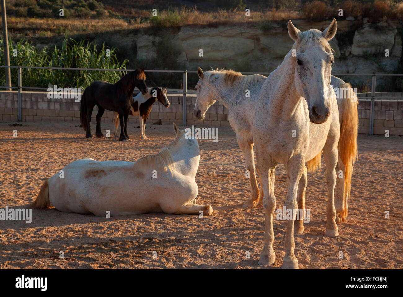 Horses hang around still drowsy and lethargic at sunrise at a horse farm. Stock Photo
