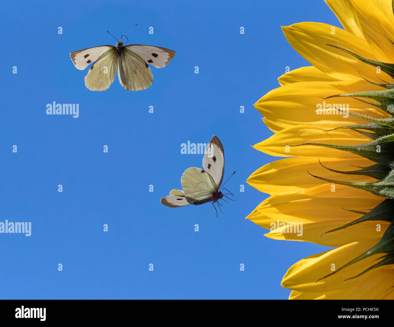 Large white Butterflies Pieris brassicae feeding on sunflowers Stock Photo