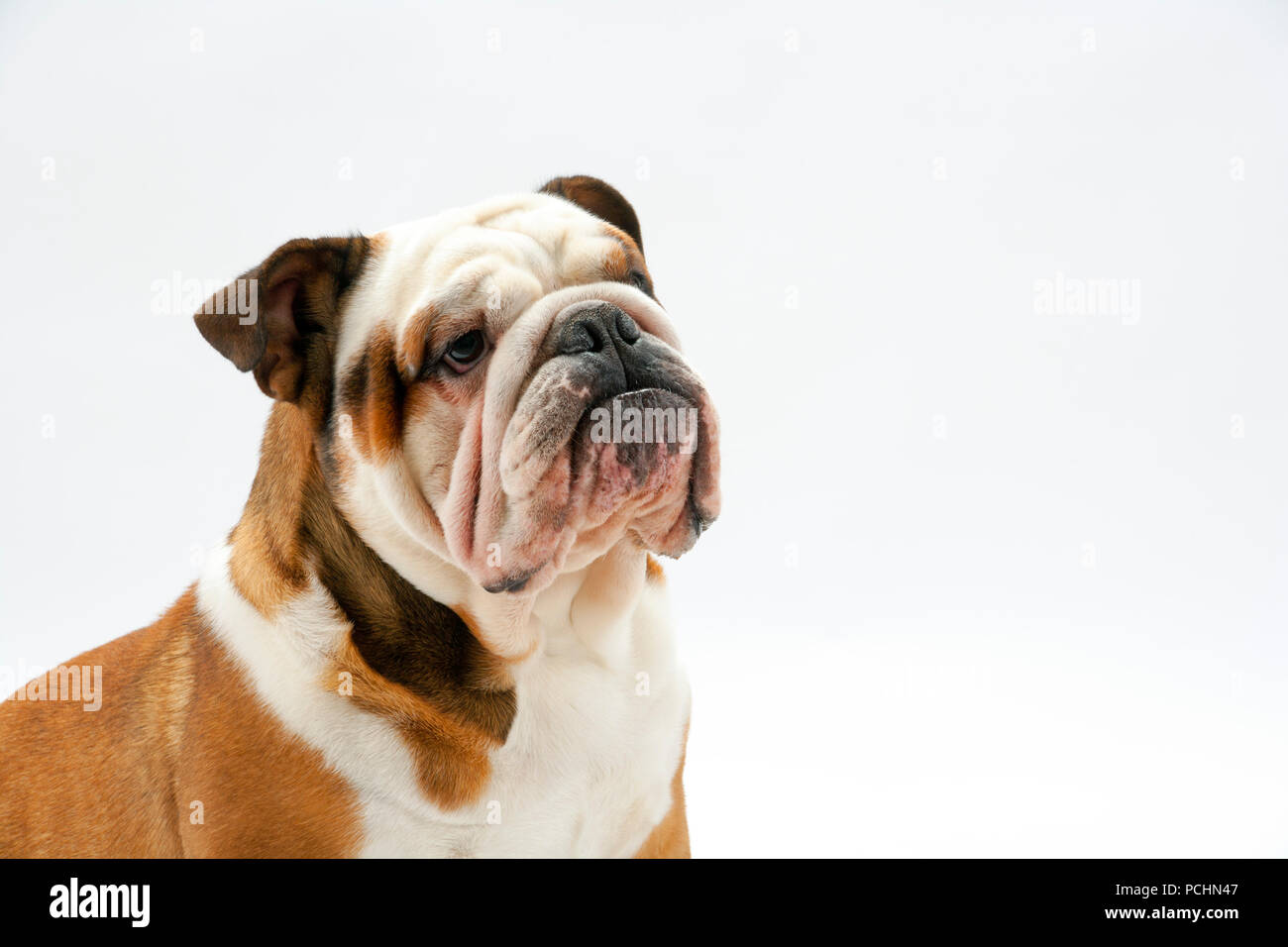 A young British Bulldog sits on a white seamless background obediently waits as his mistress off camera trains him Stock Photo