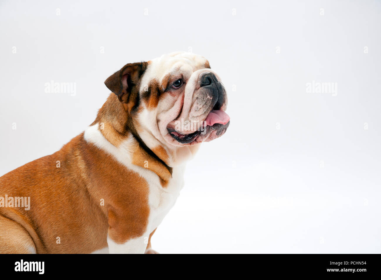 A young British Bulldog sits on a white seamless background obediently waits Stock Photo