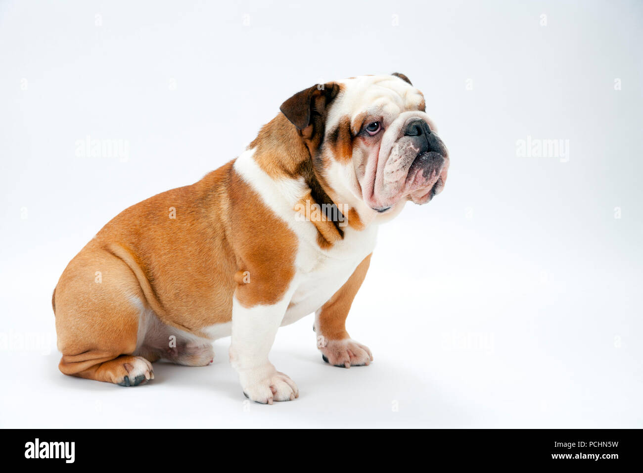 A young British Bulldog waits obediently on a white seamless background for a treat Stock Photo