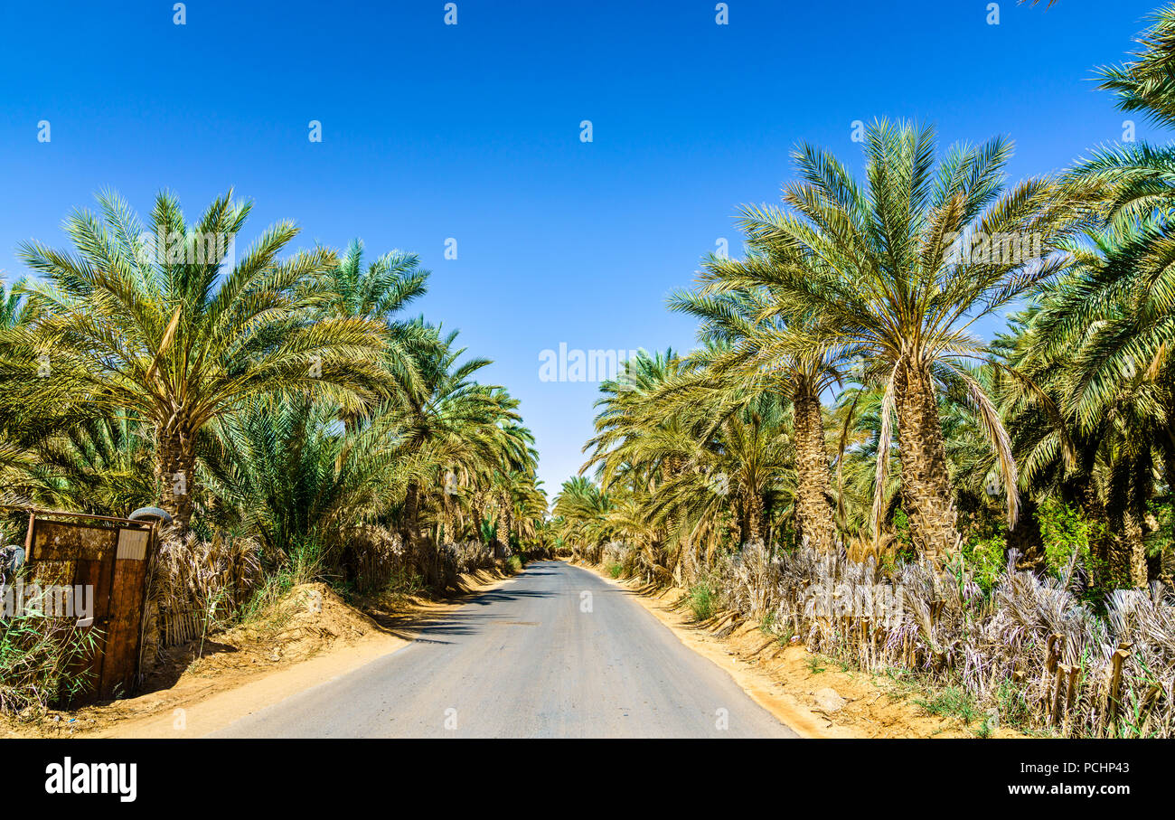 Road in oasis at Tamacine, Algeria Stock Photo