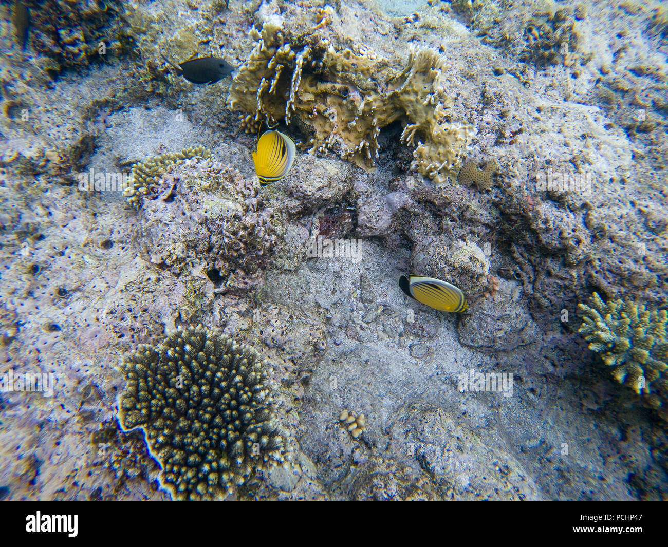 Fish and coral: Red Sea Raccoon Butterflyfish (Pantodon buchholzi) on a coral reef Stock Photo