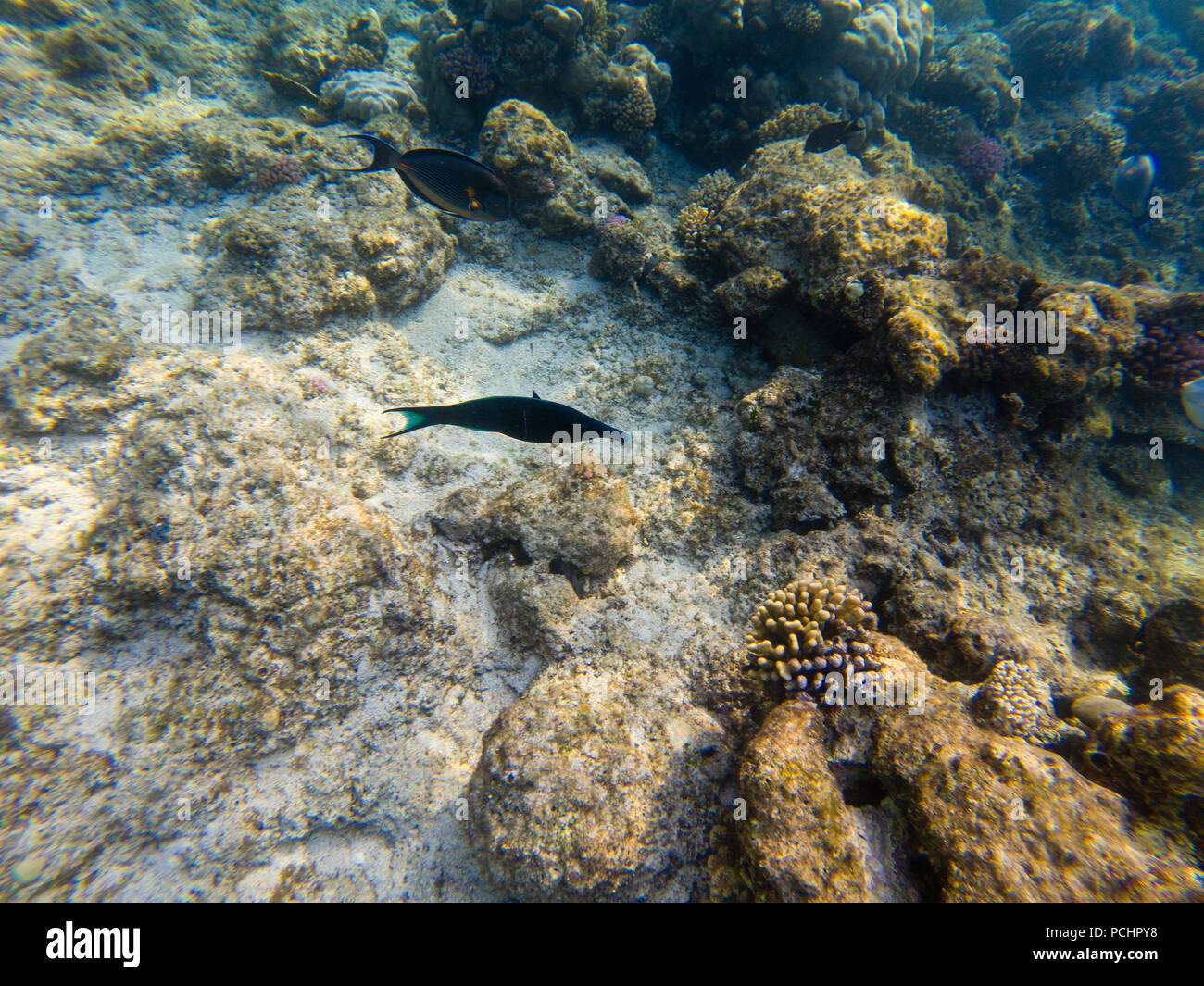Gnathonemus petersii - Elephant nosed fish, Red Sea - Egypt, Makadi Bay Stock Photo