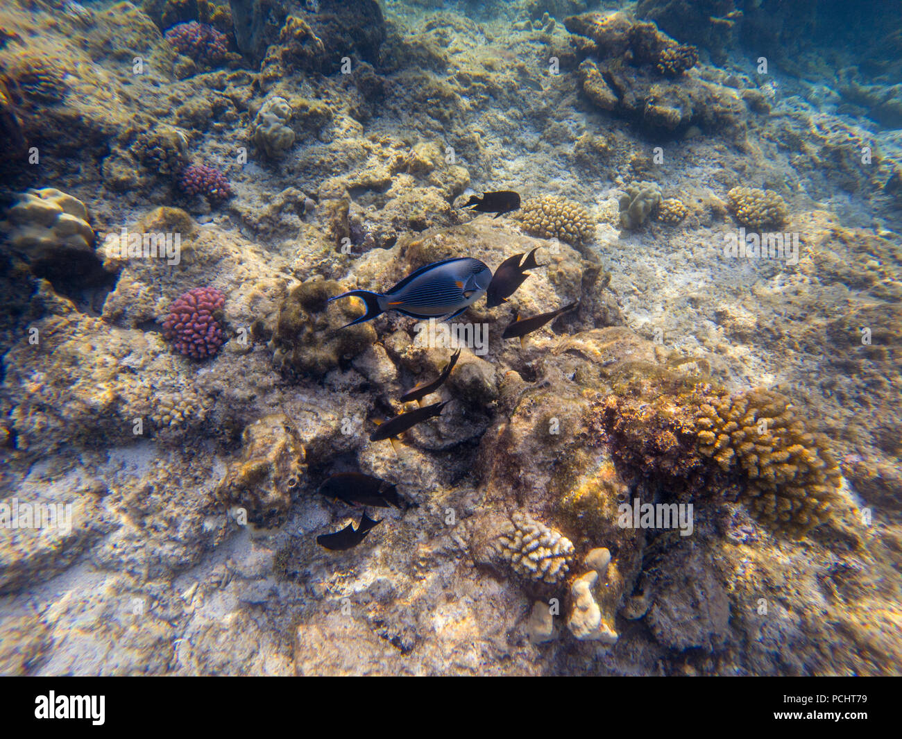 Black surgeonfish and Arabian sohal surgeon fish in the natural environment swimming by coral reef Stock Photo