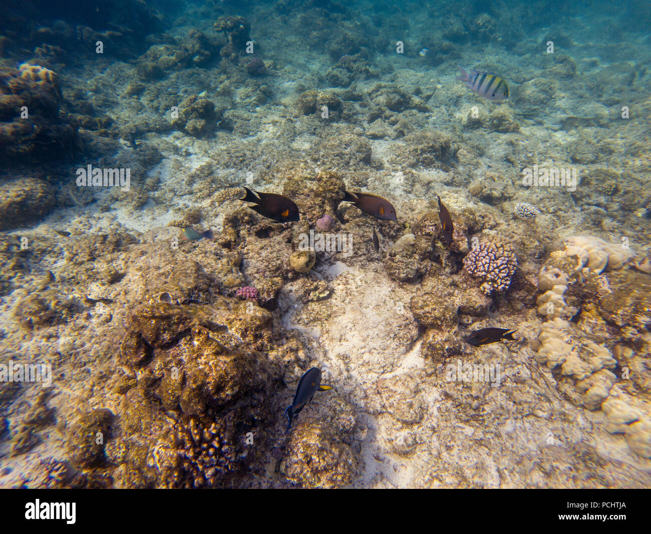 Black surgeonfish swimming by coral reef Stock Photo