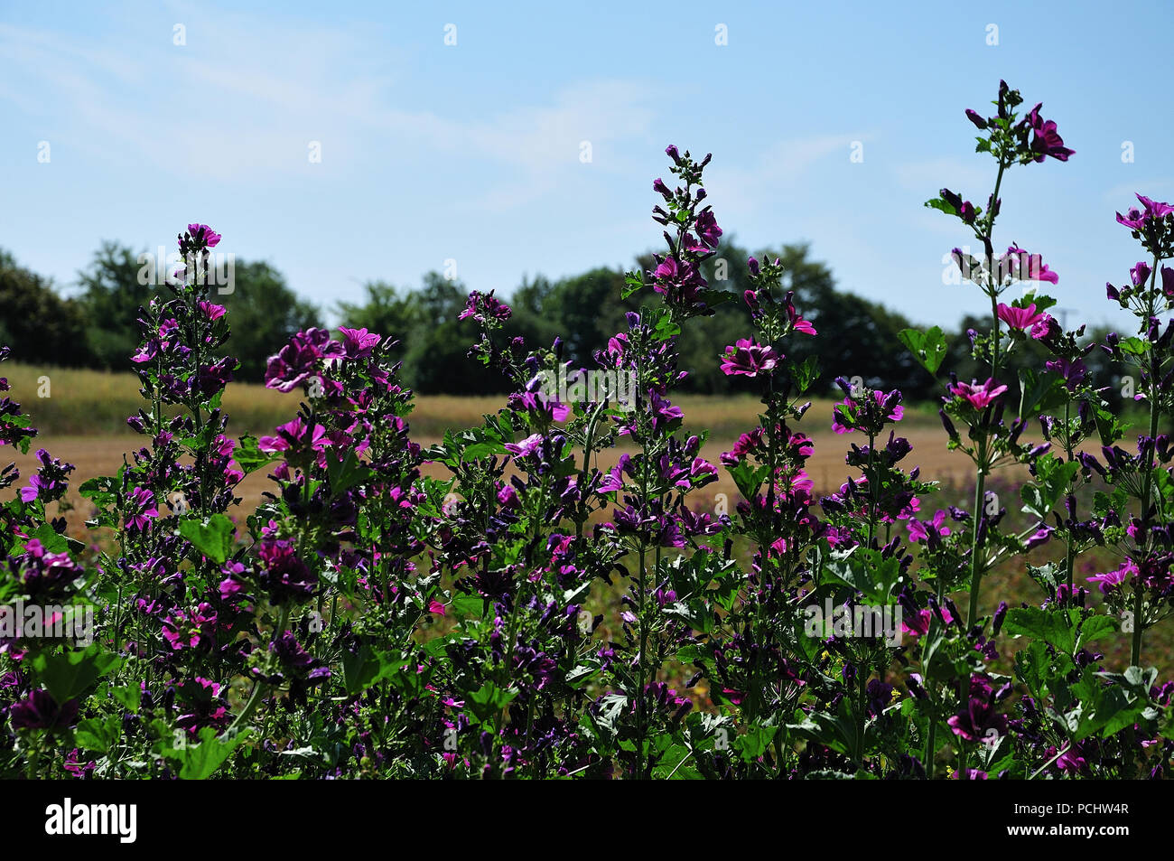 meadow with purple flowering mallows on sunny summer day Stock Photo