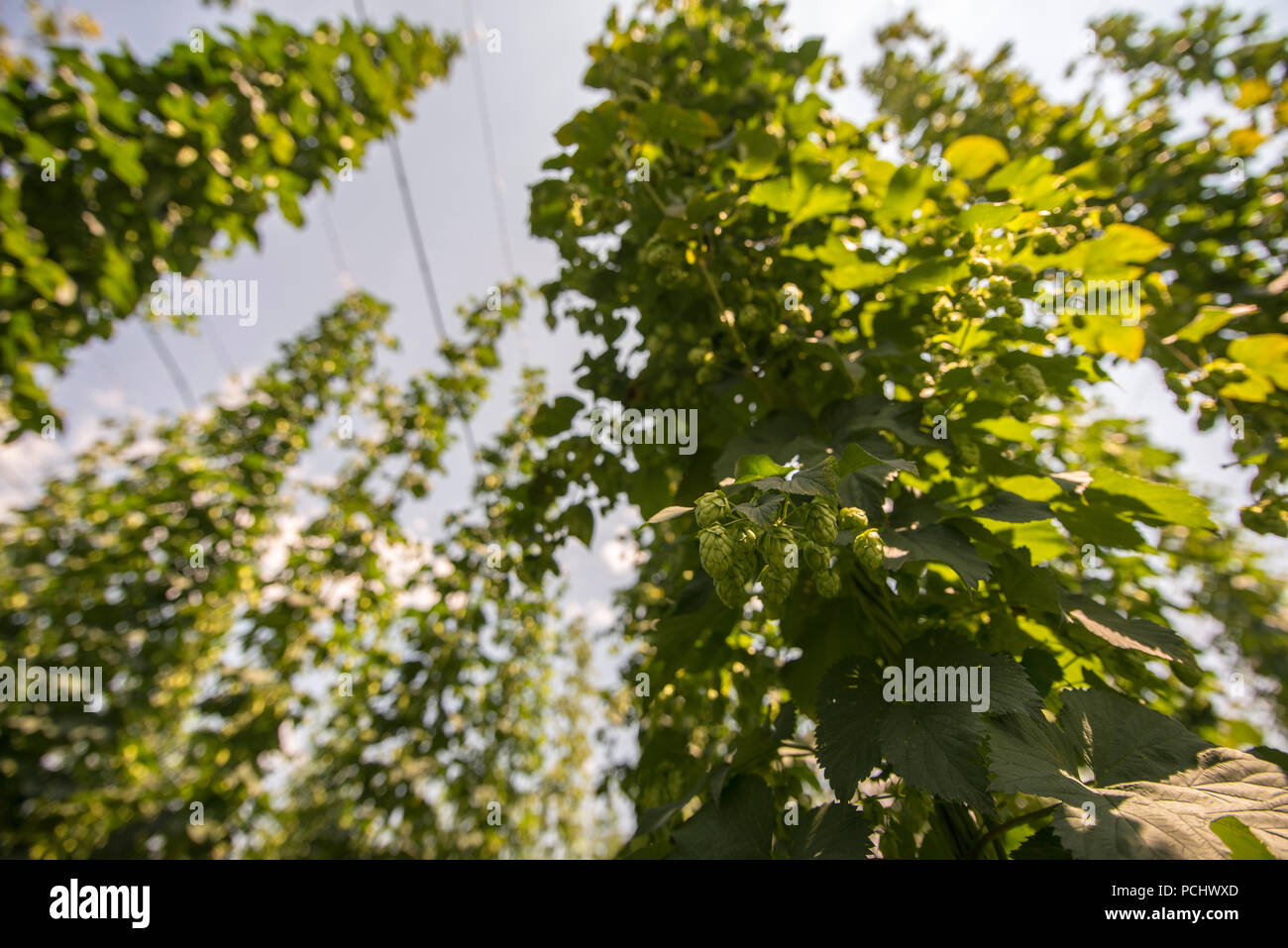 Green fields of hops Stock Photo