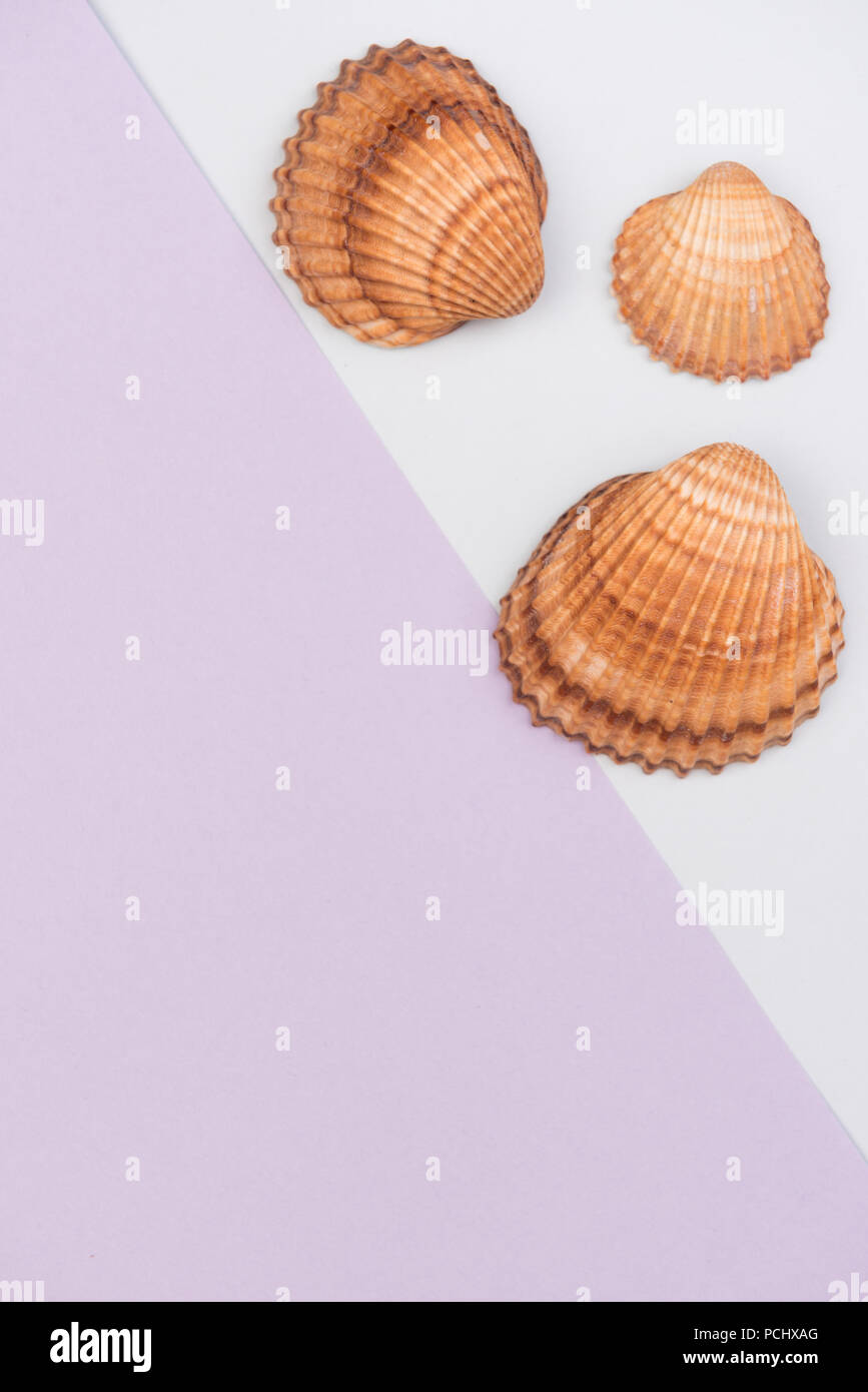 Shells With Text Box Shell border design hi-res stock photography and images - Alamy