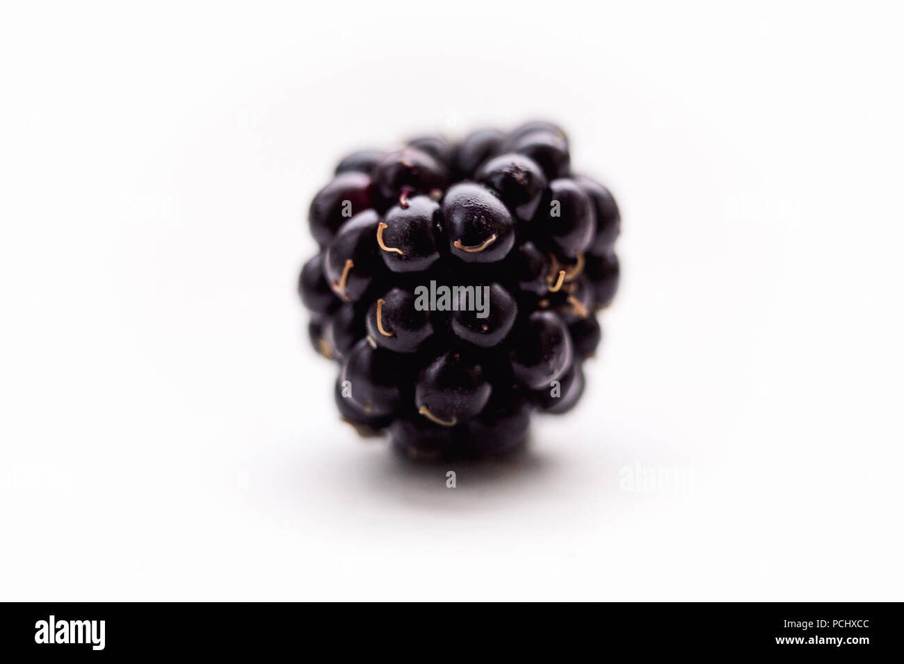 One blackberry close up on a white background Stock Photo