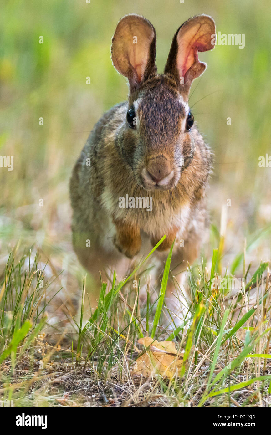 Rabbit Running Stock Photos & Rabbit Running Stock Images Alamy