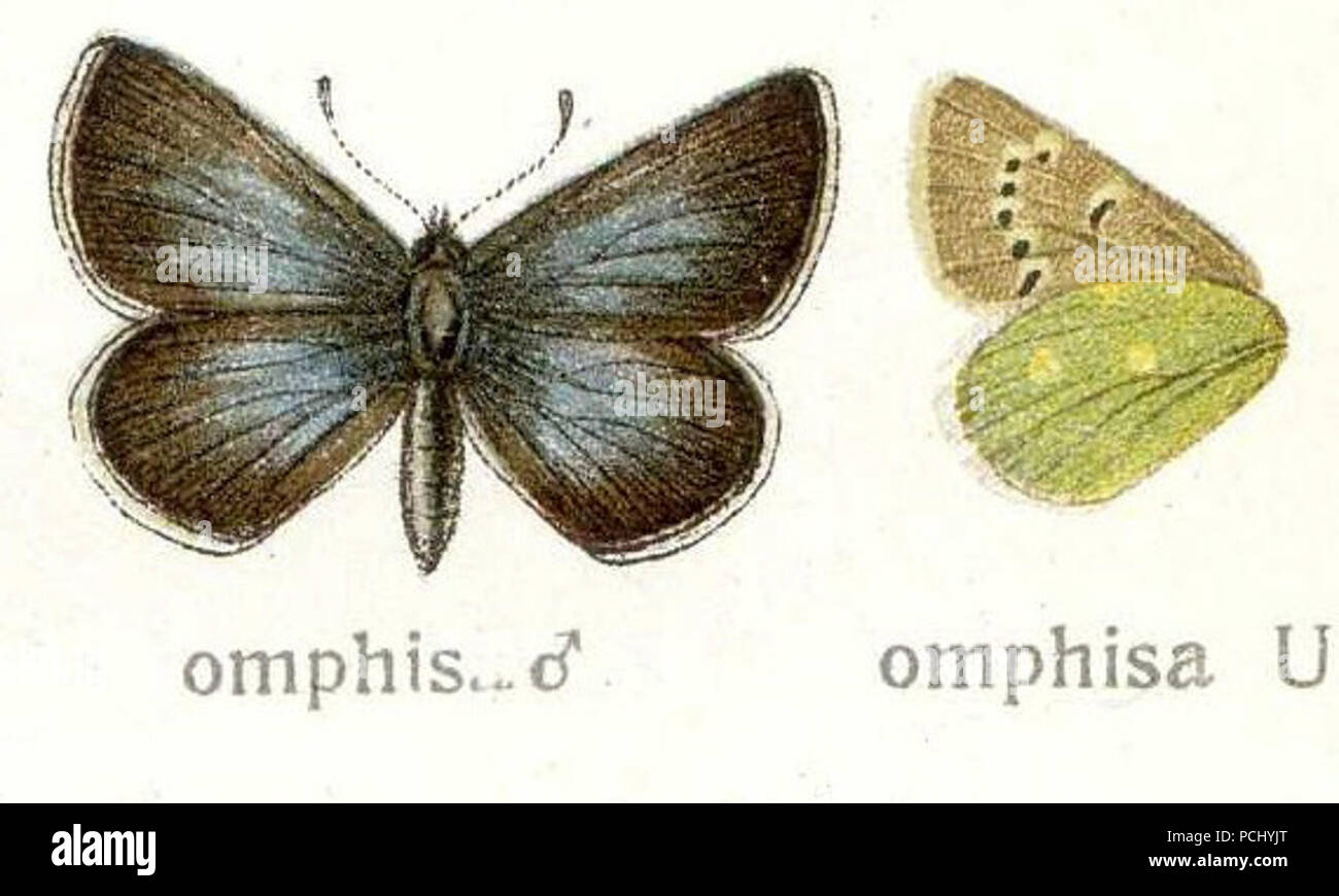 Albulina omphisa. Stock Photo