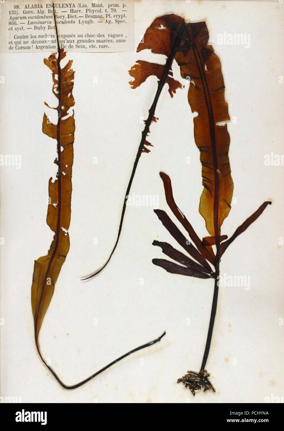 Alaria esculenta Crouan. Stock Photo