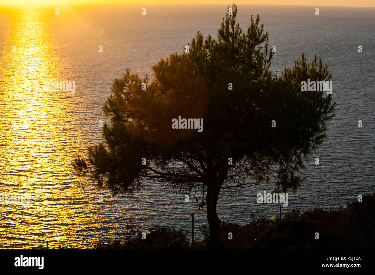 Lonely tree silhouette against the golden sunset Stock Photo - Alamy