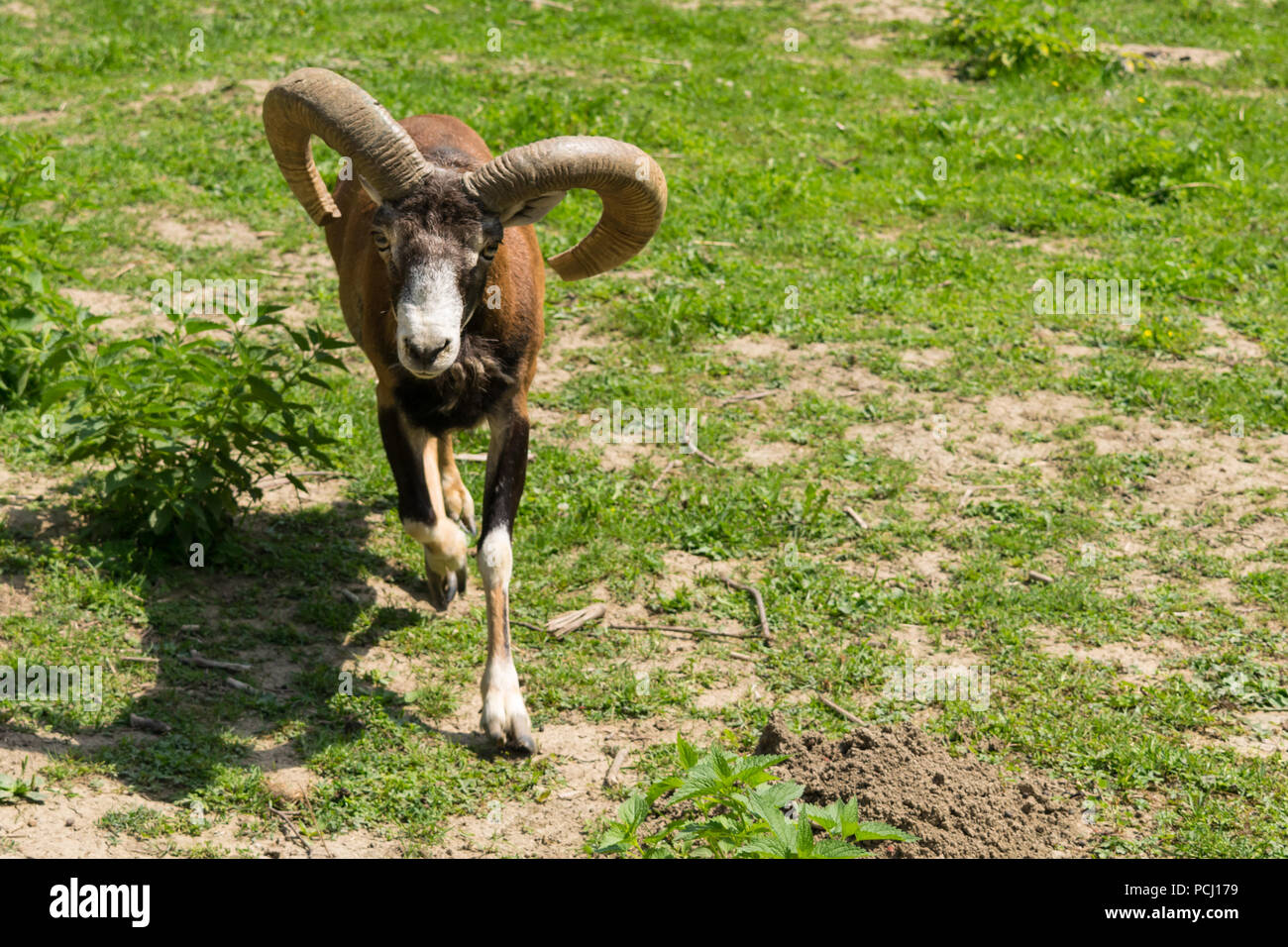 One mouflon (Ovis orientalis orientalis) looking directly in the camera close-up with copy space Stock Photo