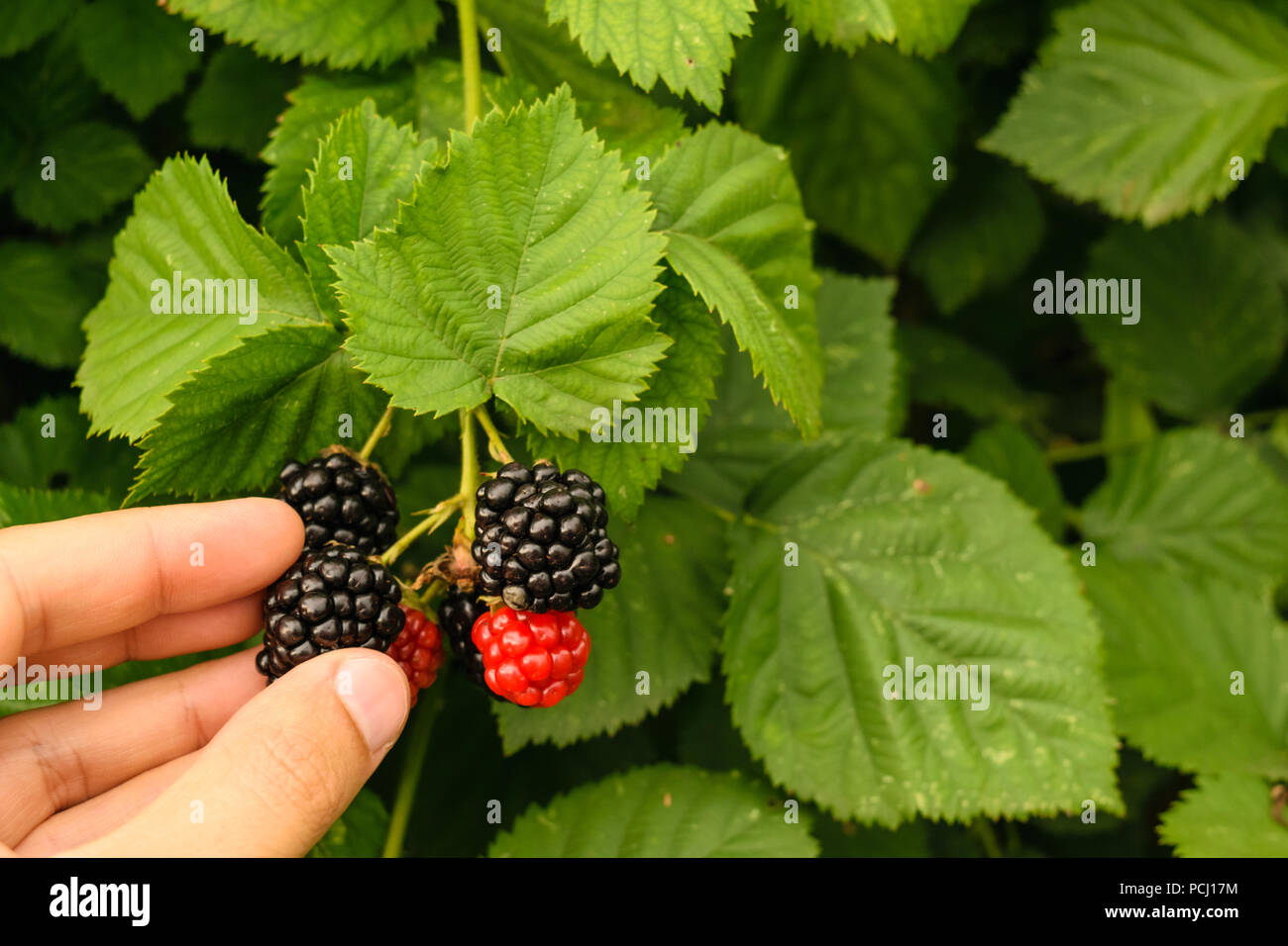 man hand picking up organic wild blackberry Stock Photo