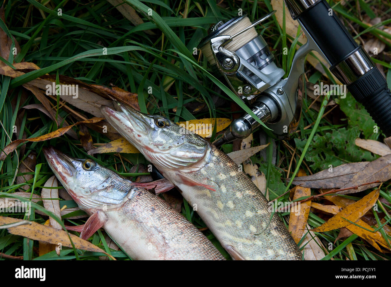 Freshwater Northern pike fish know as Esox Lucius and fishing rod with