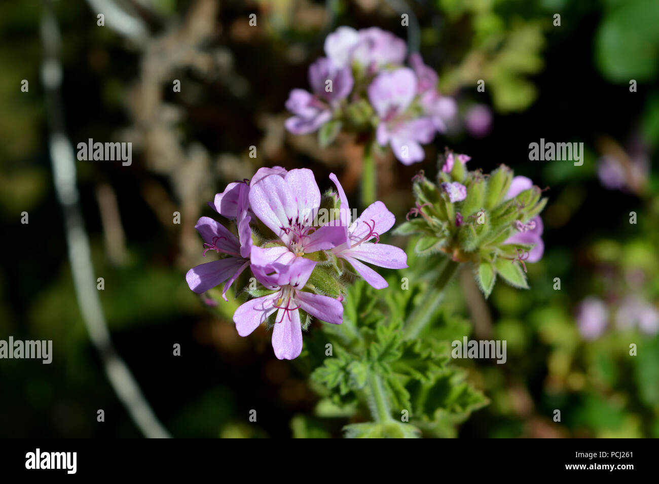 Pelargonium graveolens hi-res stock photography and images - Alamy