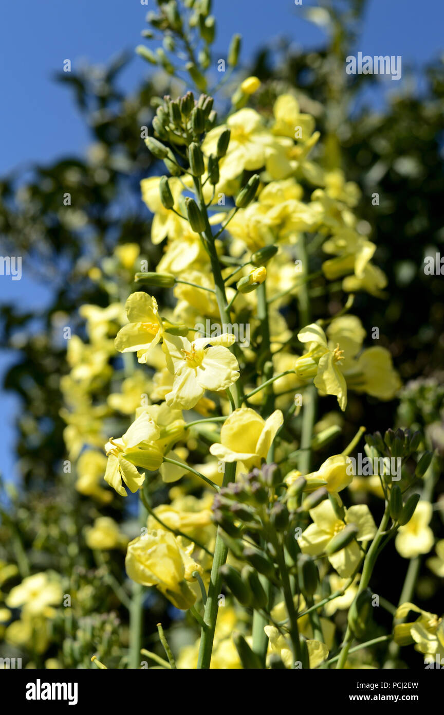 Closeup of Broccolini Bloom, Nature Stock Photo Alamy