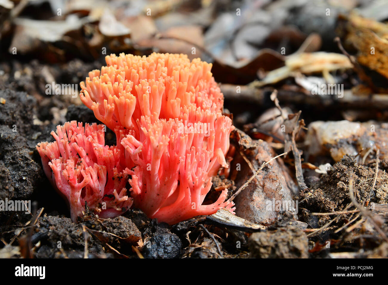 ramaria botrytis mushroom cluster on the ground Stock Photo
