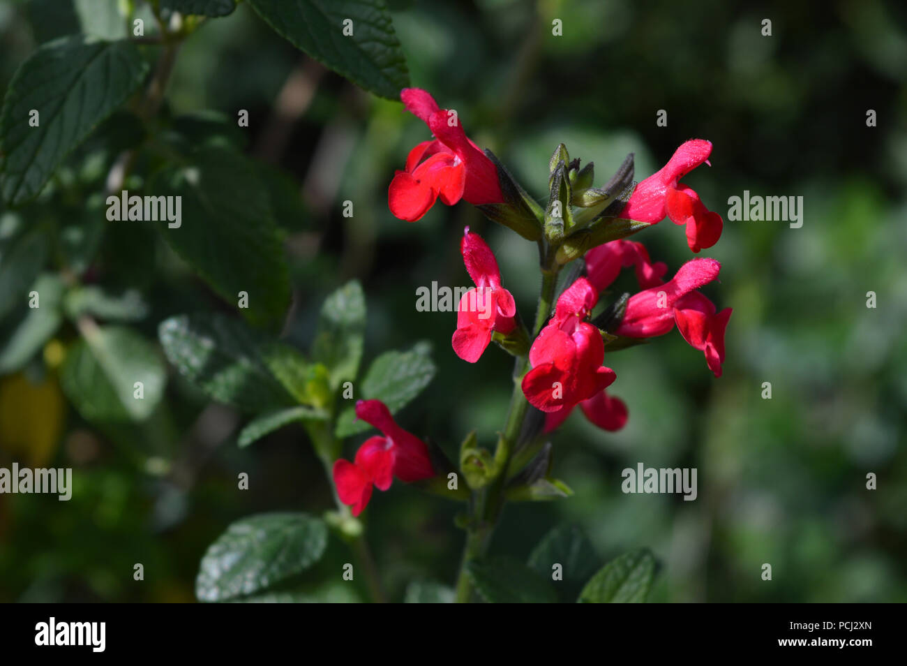 Close-up of Red Salvia Microphylla Flowers, Macro, Nature Stock Photo