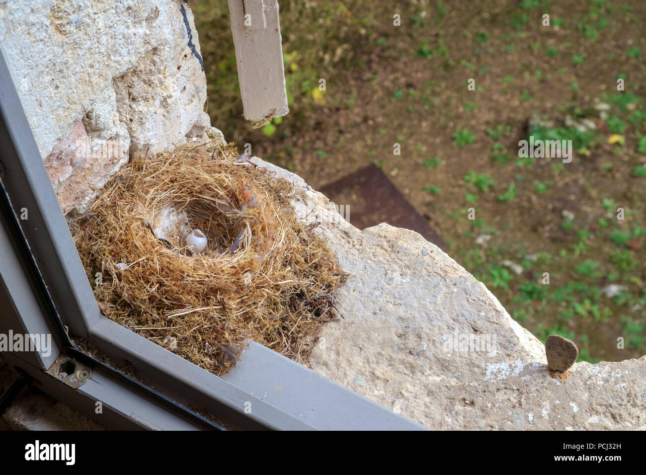 An empty bird nest with one opened egg hidden in between the shutters and window upstairs in a French farmhouse Stock Photo