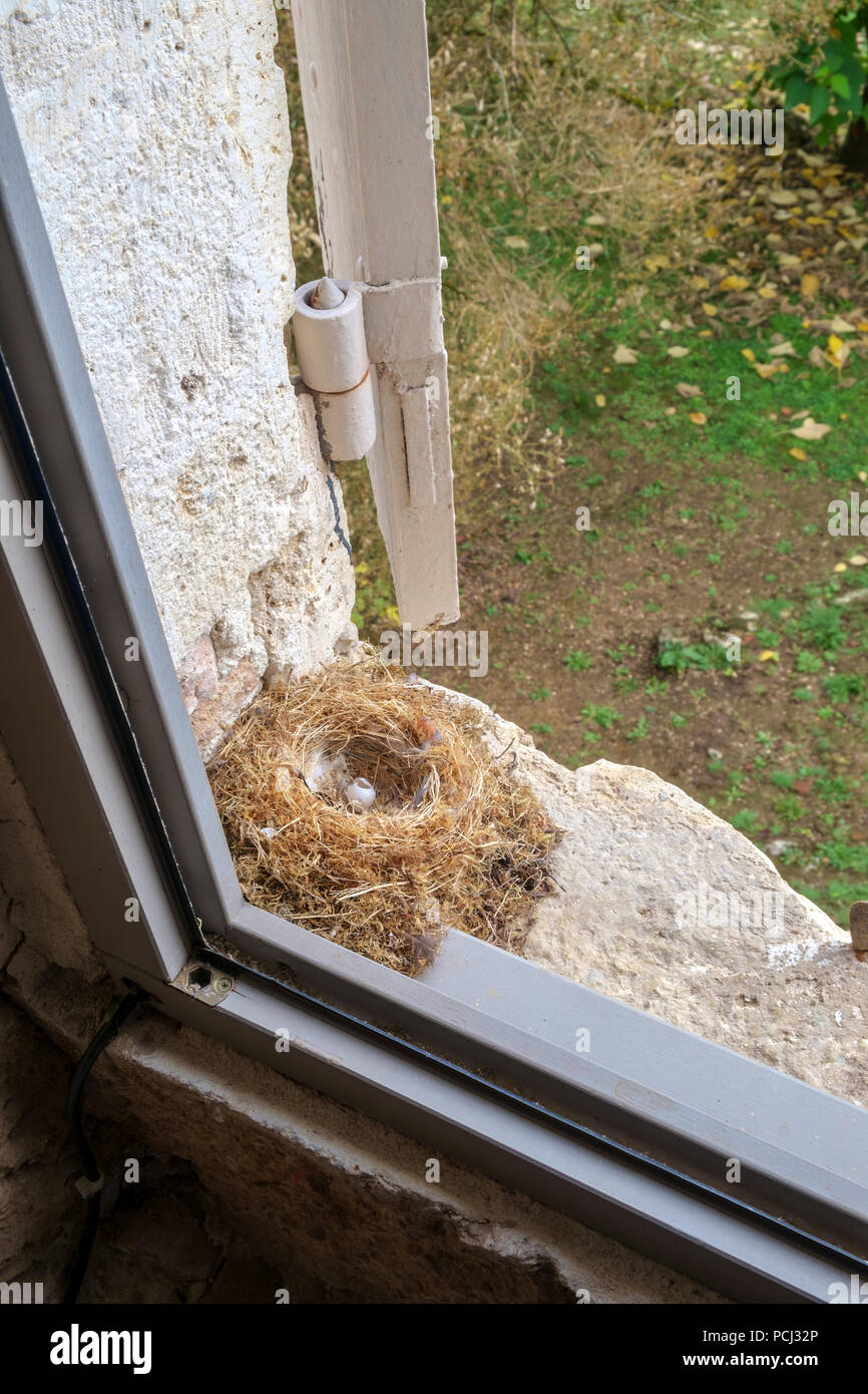 An empty bird nest with one opened egg hidden in between the shutters and window upstairs in a French farmhouse Stock Photo