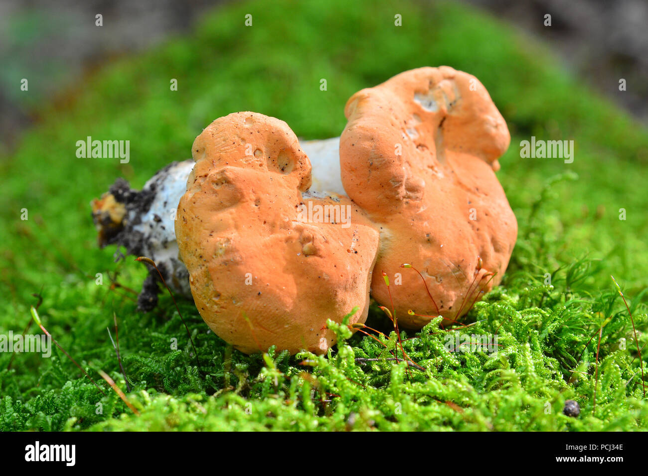 hydnum rufescens mushroom on the ground Stock Photo