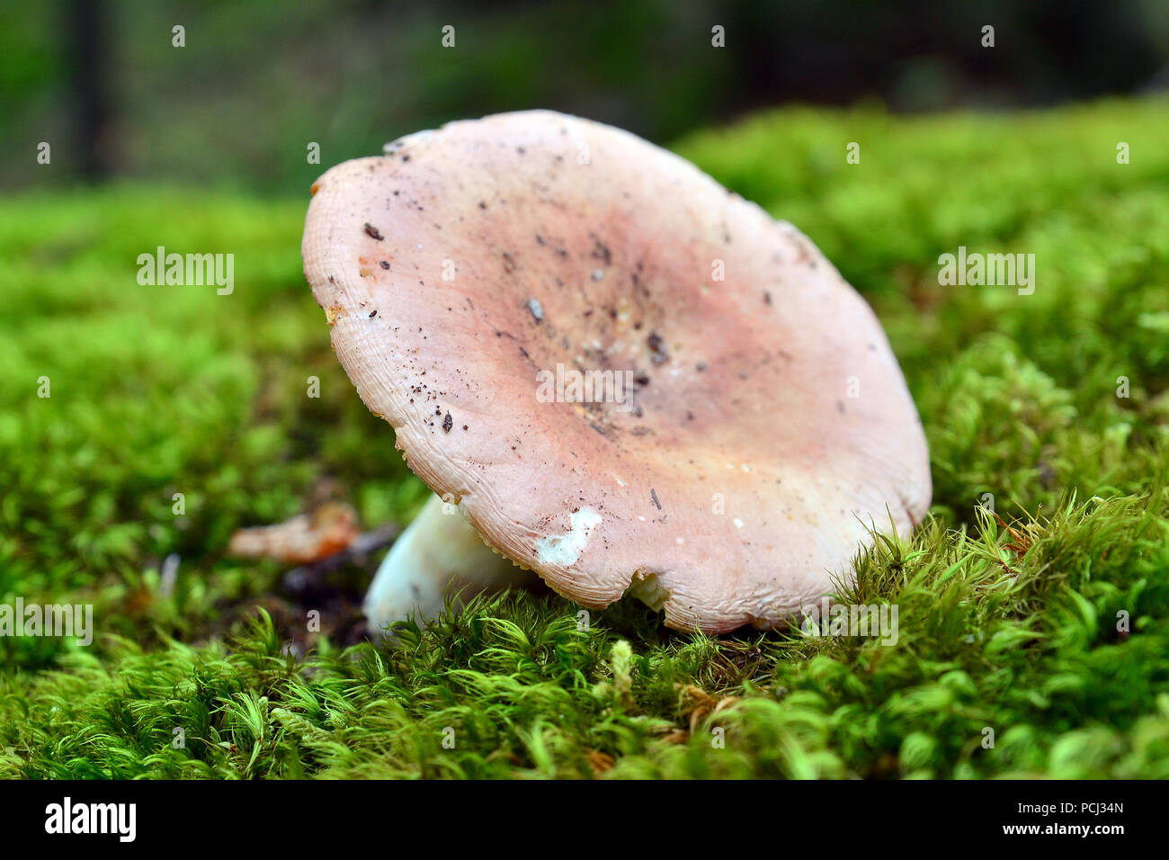 russula vesca, the flirt, mushroom on the ground Stock Photo