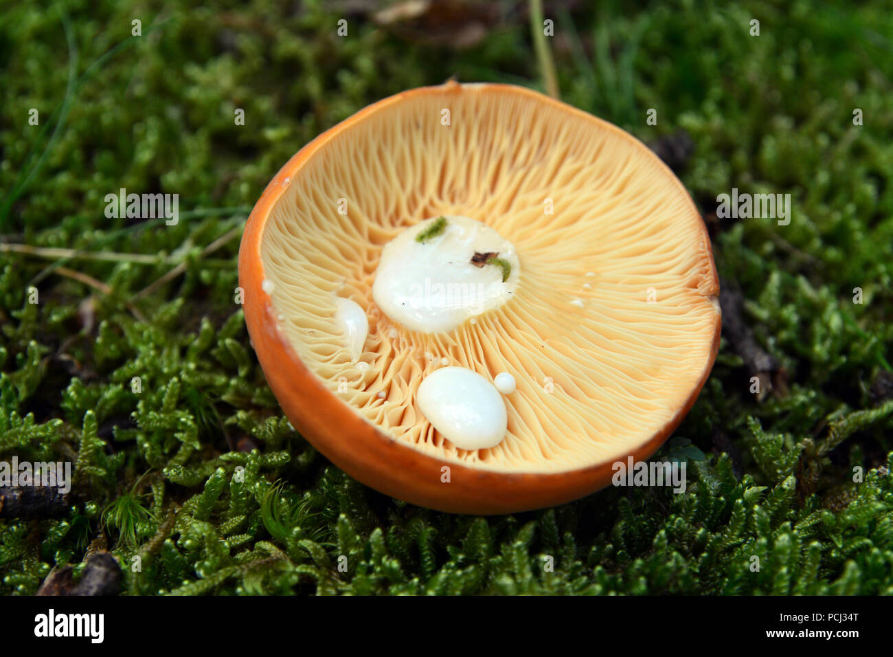 lactarius volemus and some drops of milky substance when the fungus is damaged Stock Photo