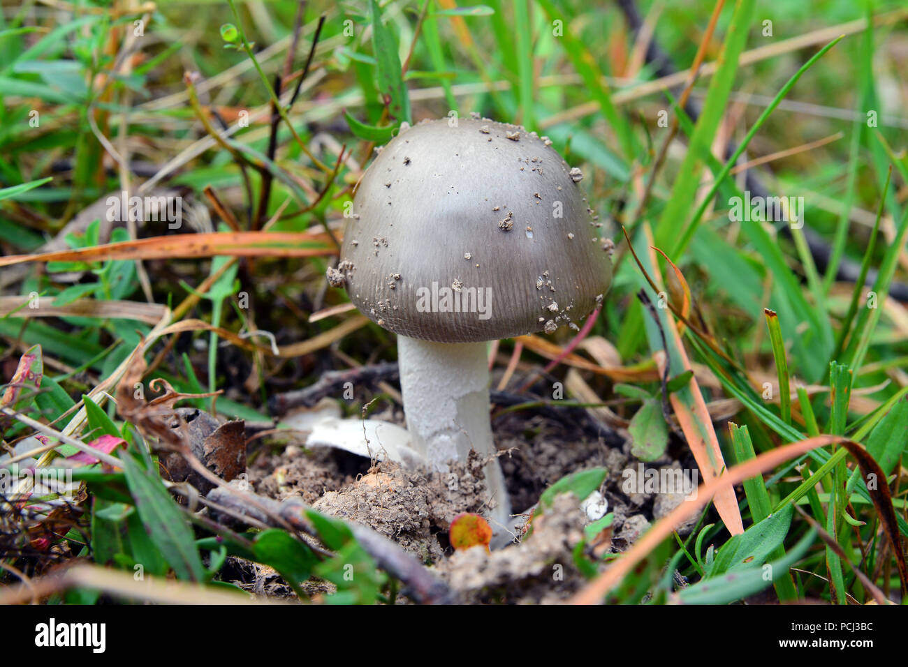 amanita mairei mushroom in the grass Stock Photo - Alamy