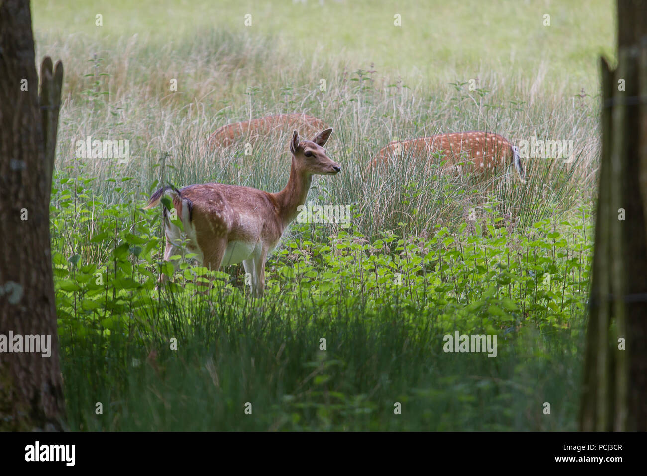Photo study of alert female Fallow deer in long grass with others grazing in the back ground Stock Photo