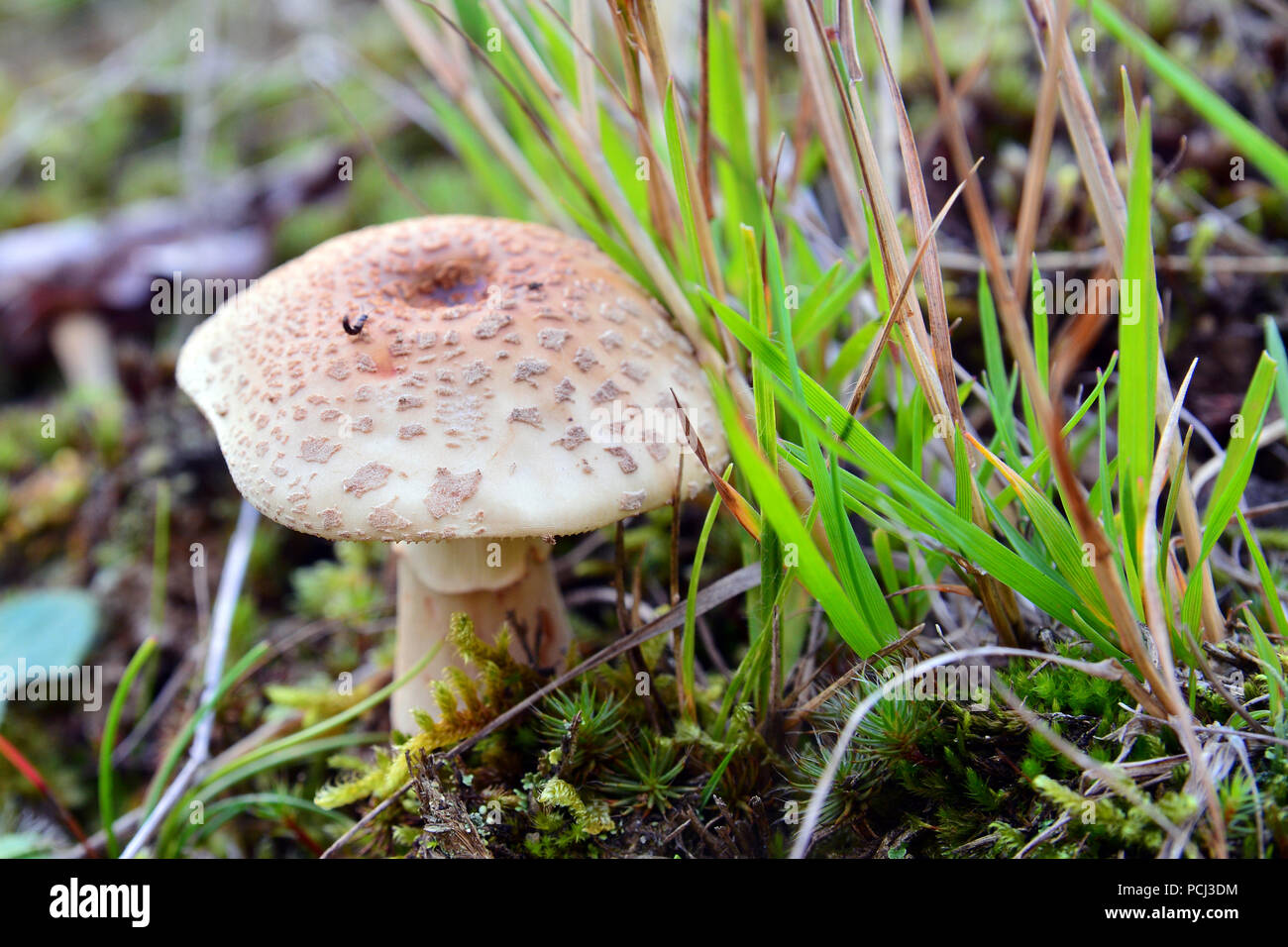 amanita rubescens mushroom in the grass Stock Photo