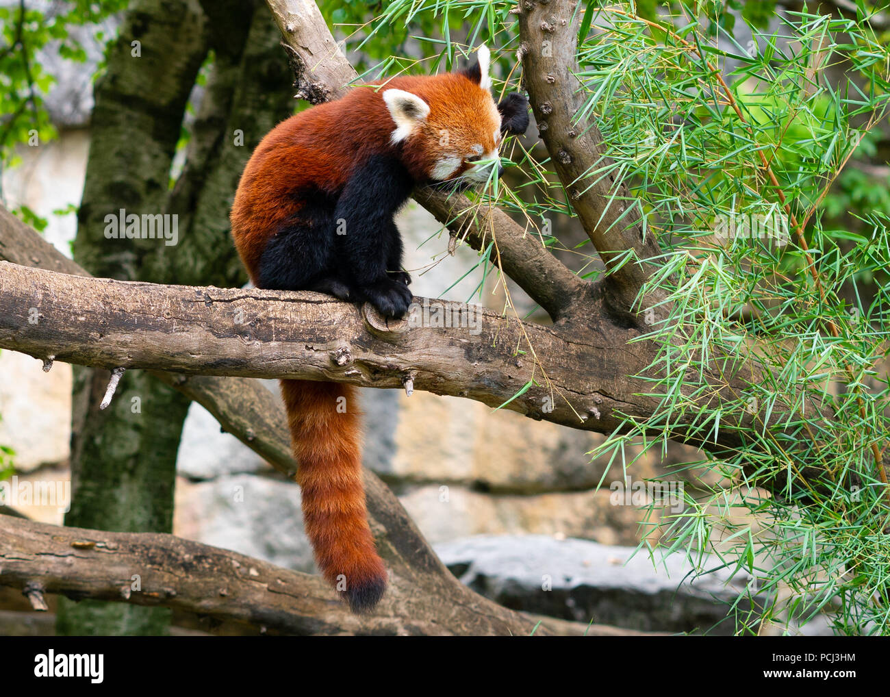 Red panda Ailurus fulgens or lesser panda eating bamboo leaves on tree branch Stock Photo