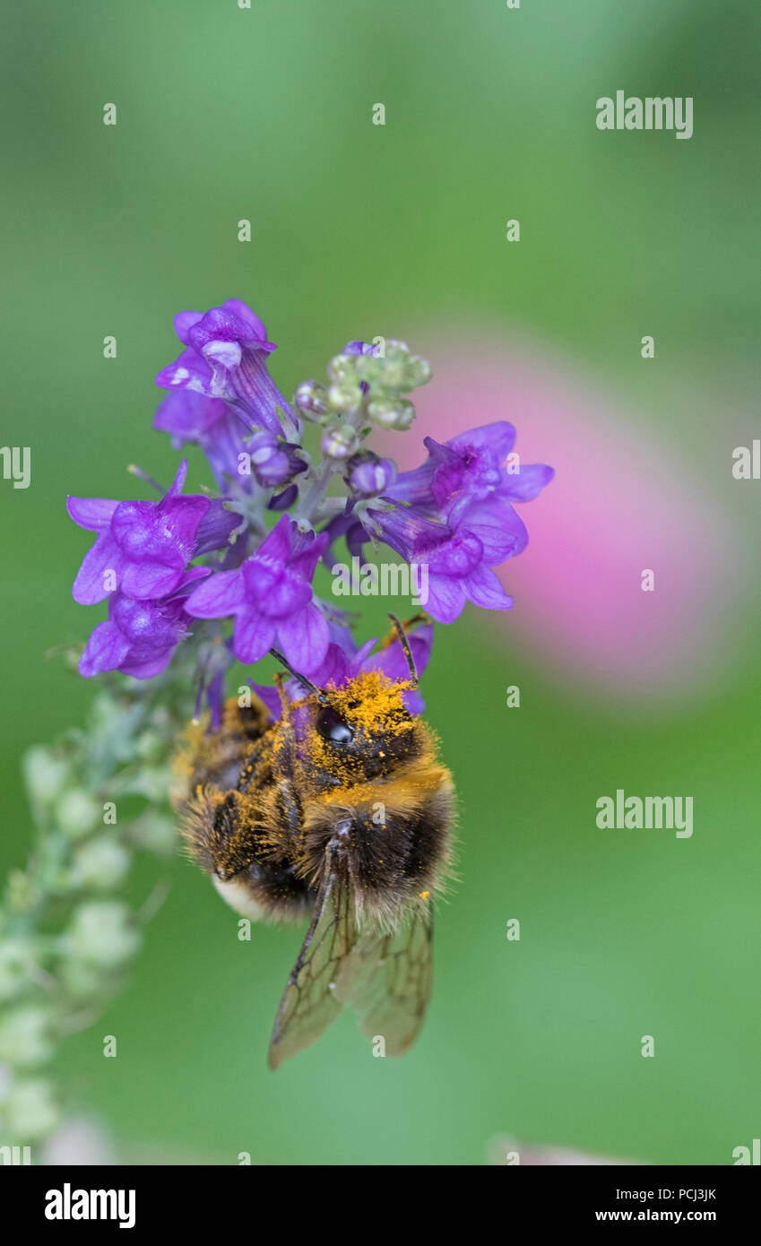 Bumblebee covered in pollen, England, UK Stock Photo