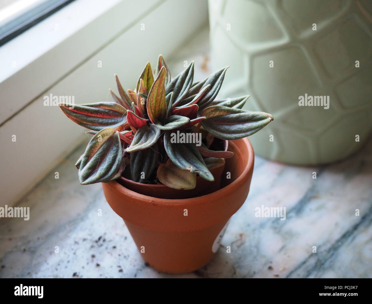 indoor plant pot Stock Photo