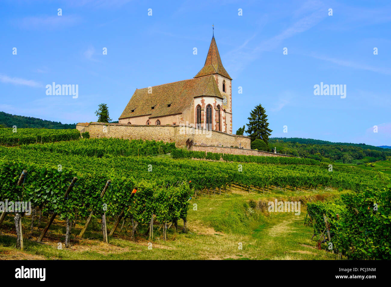 Church in Hunawihr surrounded by a defensive wall and vineyards, Alsace, France. Stock Photo