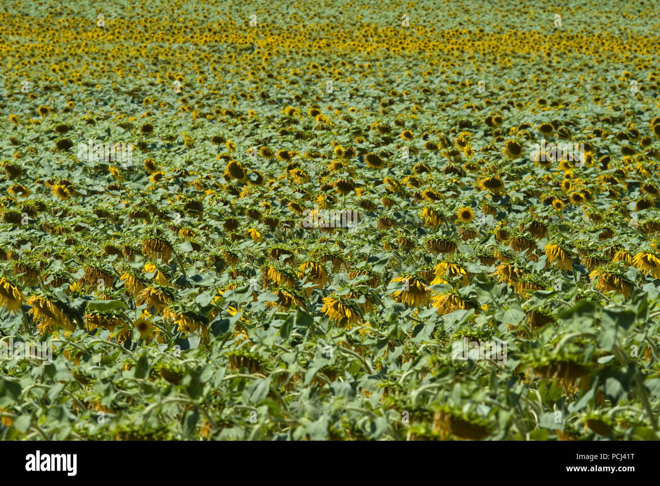 Fields of sunflowers  near to the town of Lisle-sur-Tarn, Tarn, Occitainie, France ripening in the summertime Stock Photo
