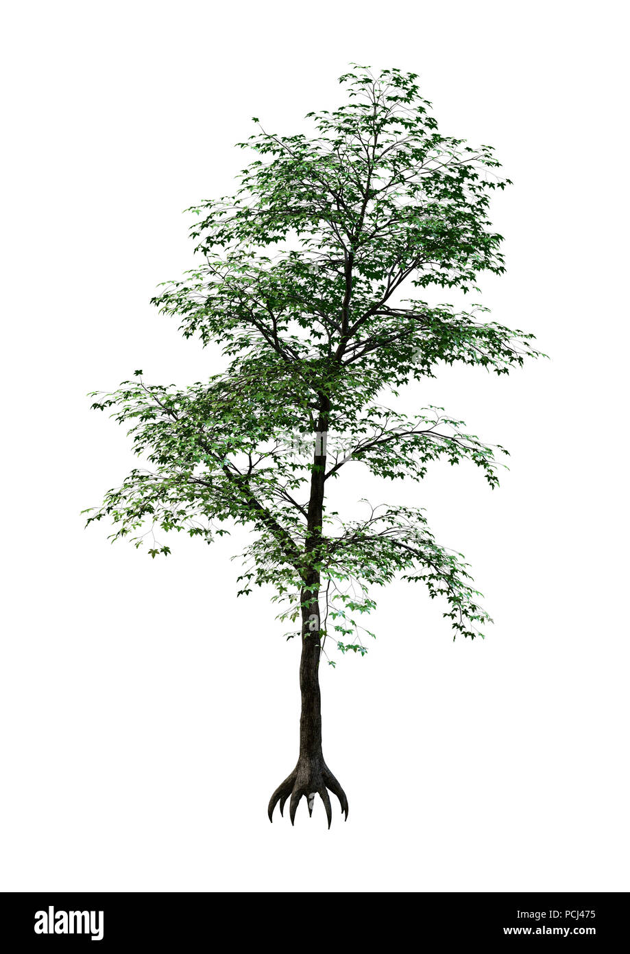 Green Maple Tree Rendering 3D rendering of a green Japanese maple tree isolated on white ...