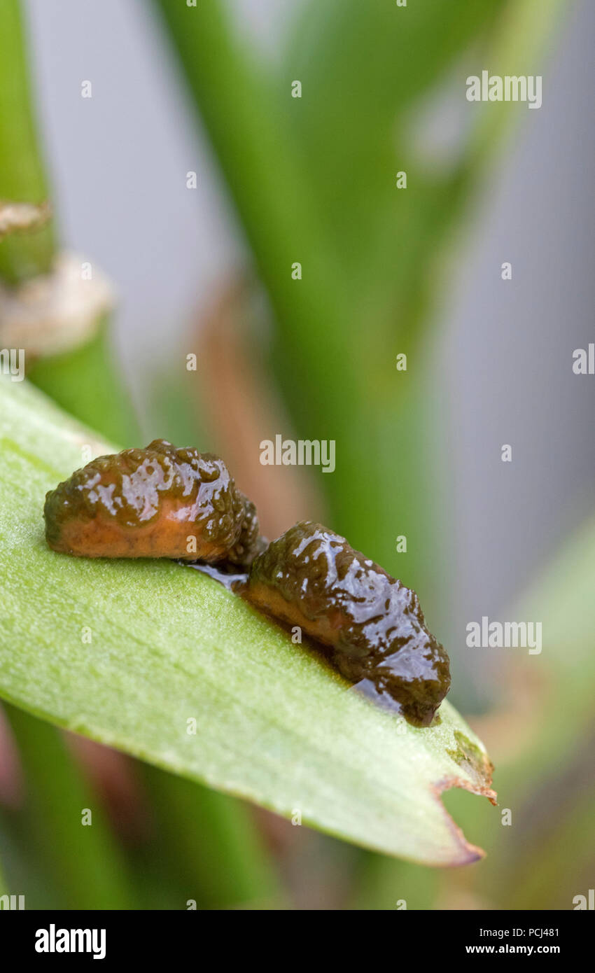 Scarlet lily beetle larvae (Lilioceris lilii) on a lily leaf. England