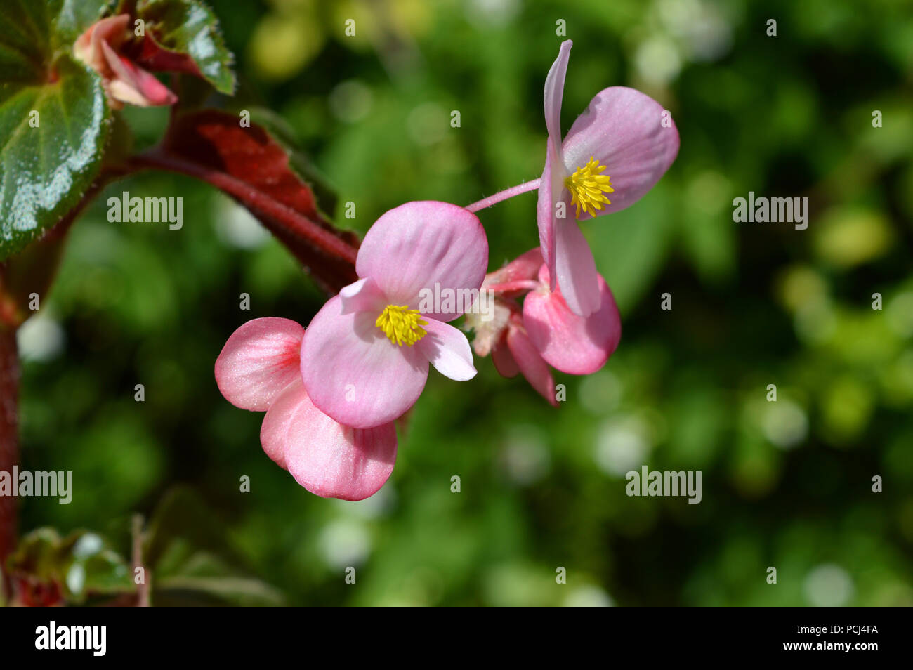 Close-up of Pink Begonia Flowers, Nature, Macro Stock Photo