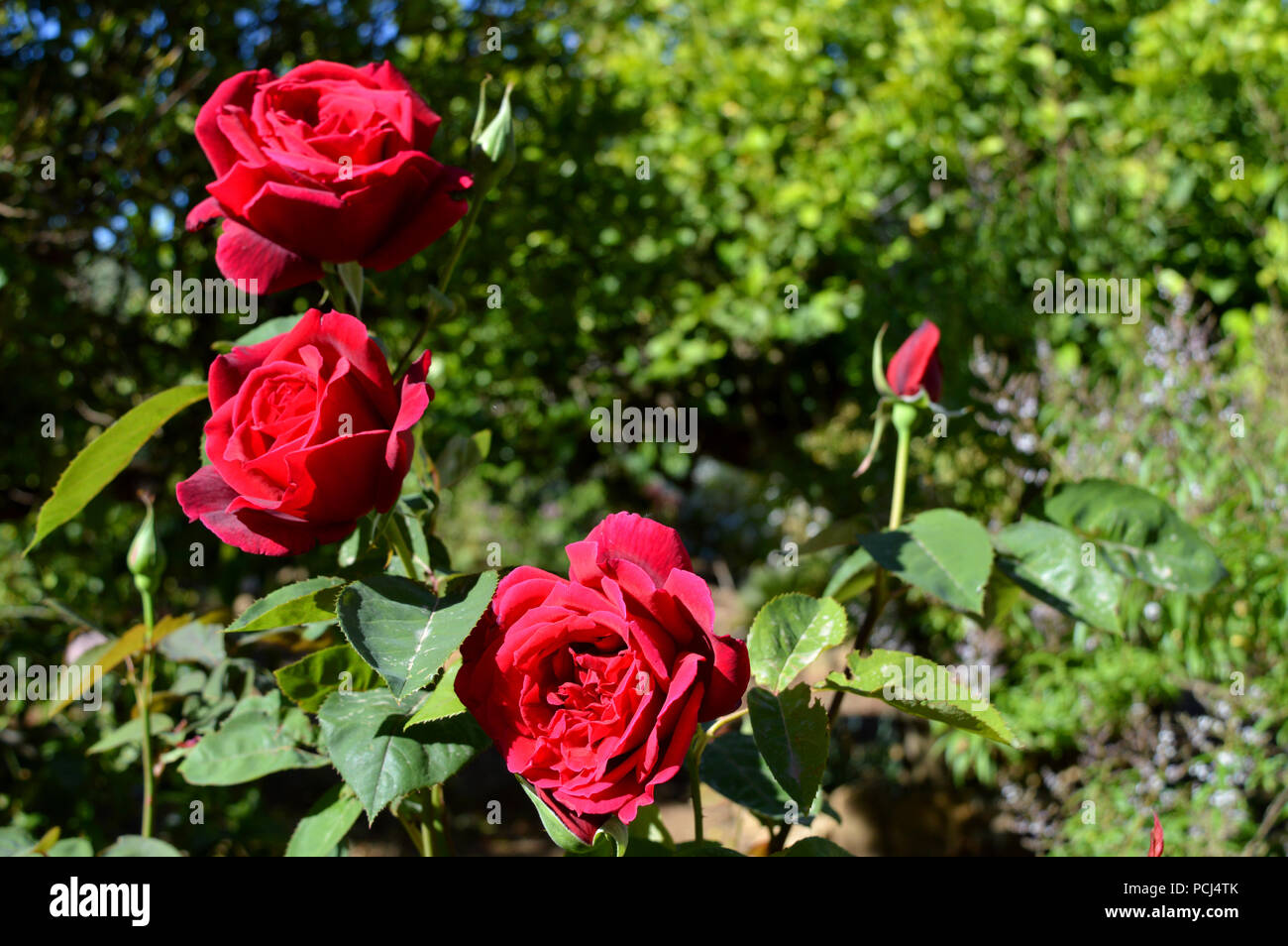 Beautiful Red Roses Plant Stock Photo Alamy