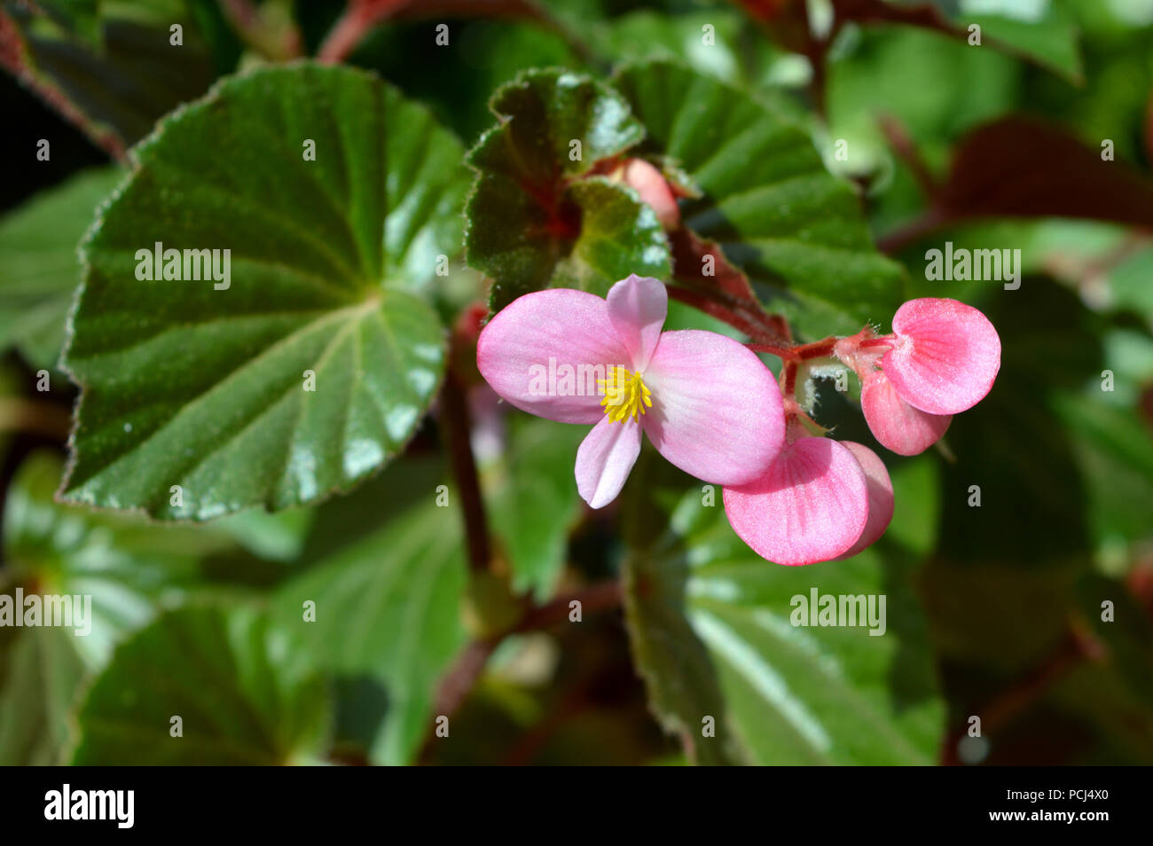 Close-up of Pink Begonia Flowers, Nature, Macro Stock Photo