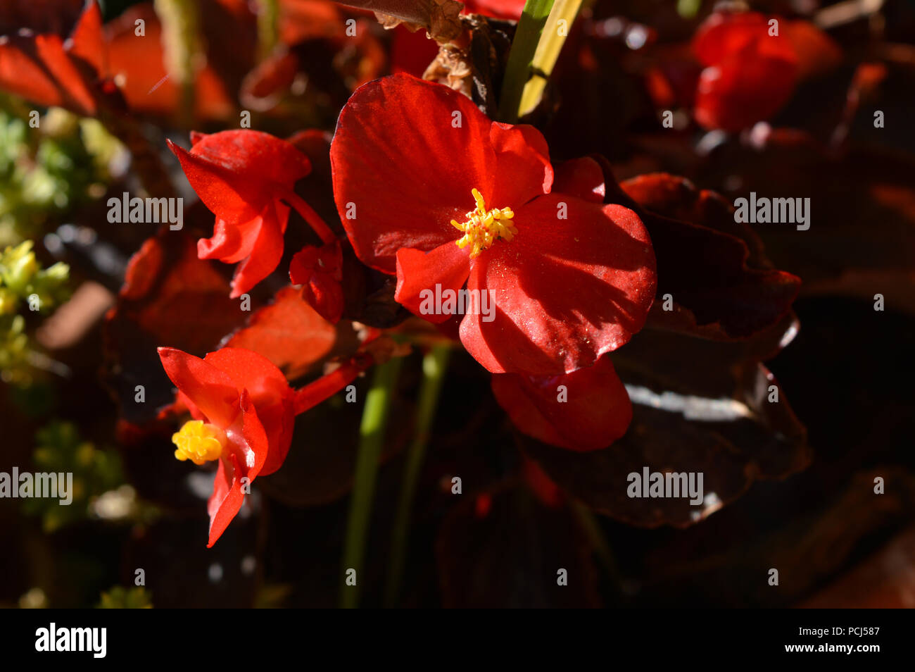 Close-up of Red Begonia Flowers, Nature, Macro Stock Photo