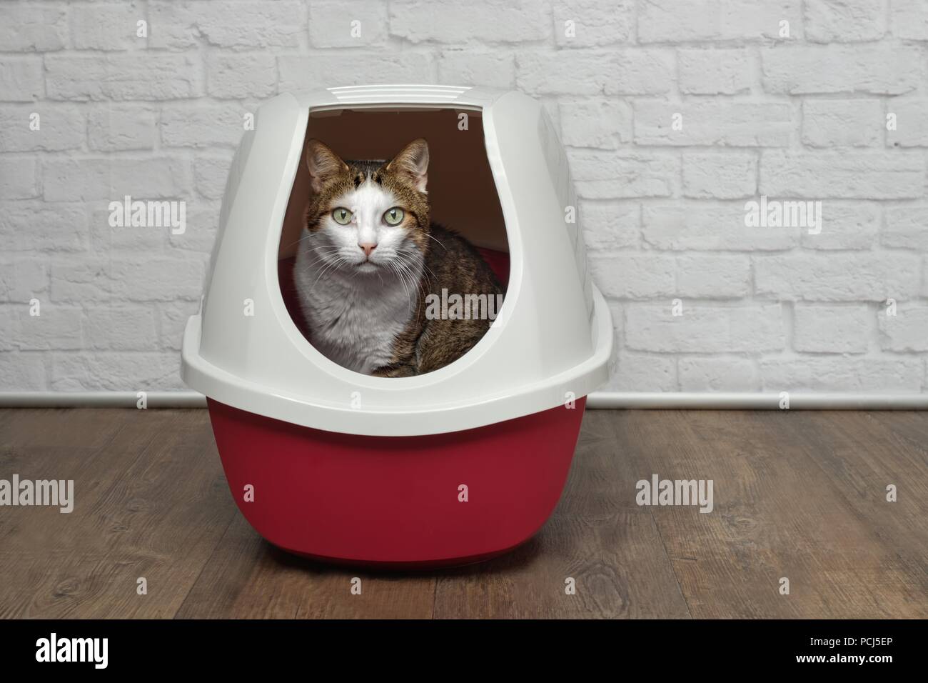 Cute tabby cat sitting in a red litter box and looking to the camera. Stock Photo