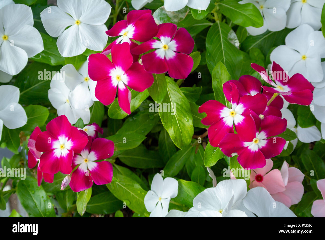 Catharanthus roseus, commonly known as the Madagascar periwinkle, rose periwinkle, or rosy periwinkle, Cape periwinkle and old-maid. Stock Photo