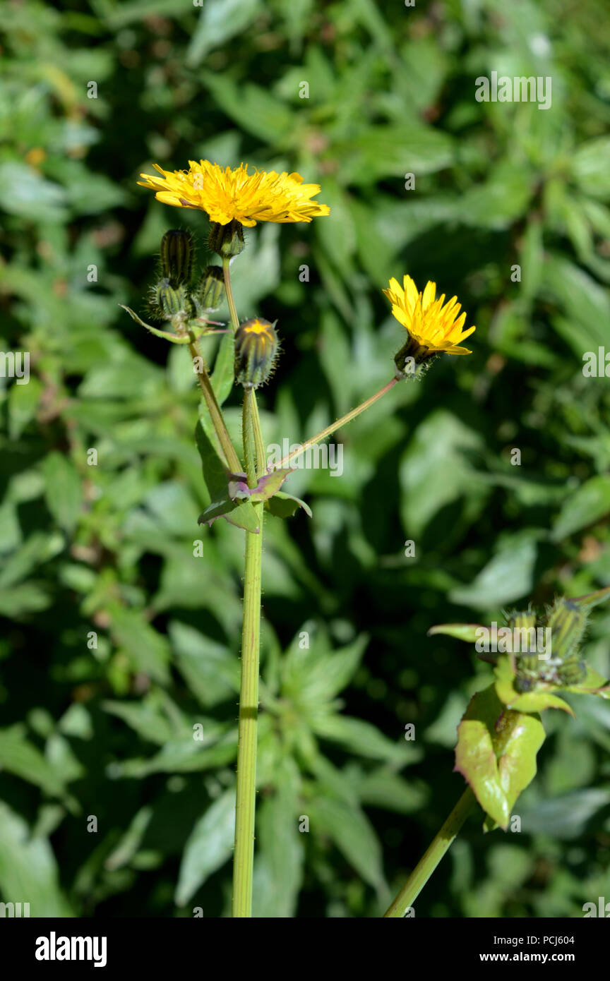 Close-up of Common Sow Thistle Flowers, Nature, Macro Stock Photo - Alamy