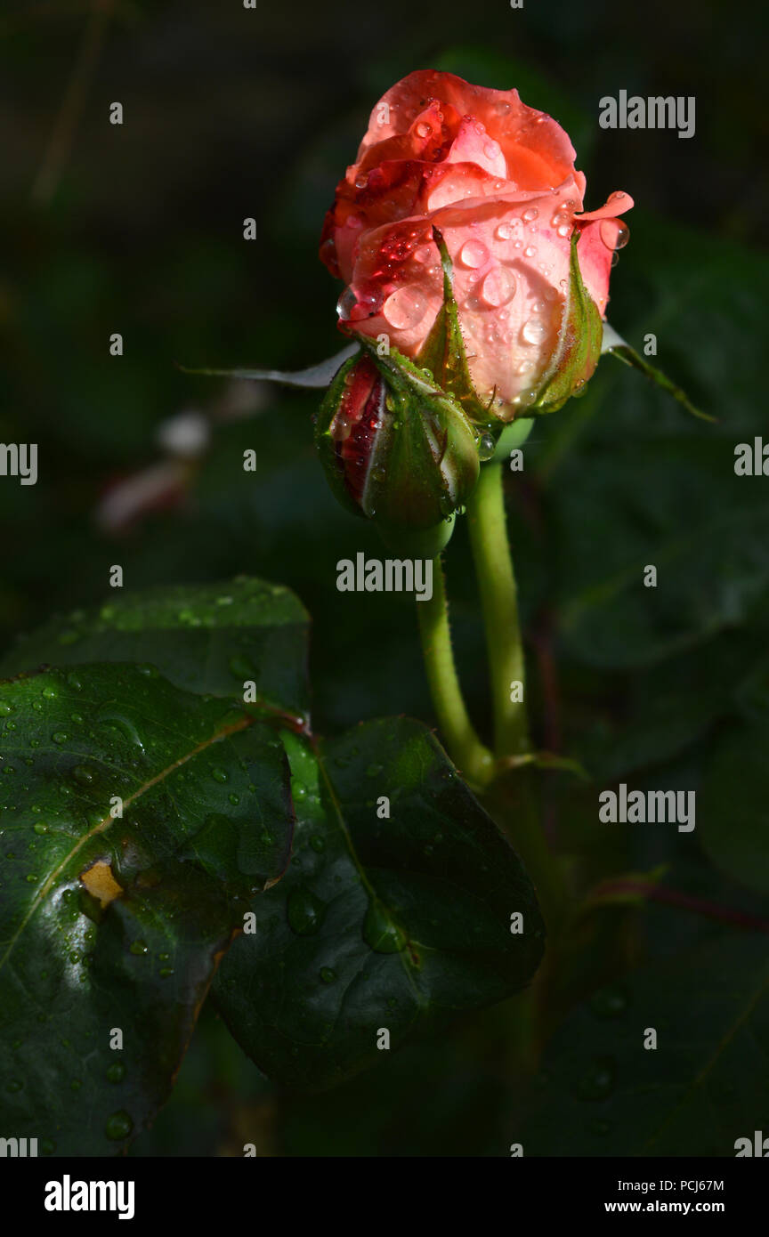 Beautiful pink rose close hi-res stock photography and images - Alamy