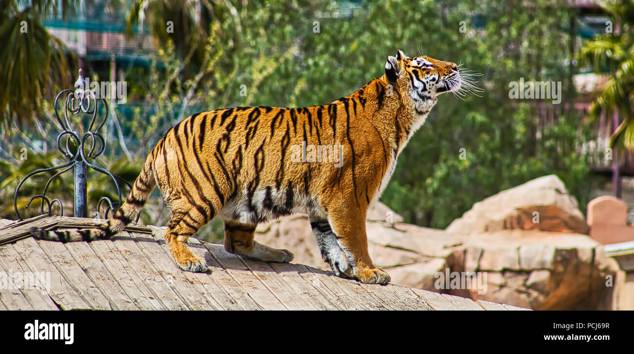 Zoo, Tiger, Bengal Tiger, Exotic Animals, endangered, big cats, jungle, exotic, nature, hunter, wild, safari, mammal, stripes, portraits Stock Photo