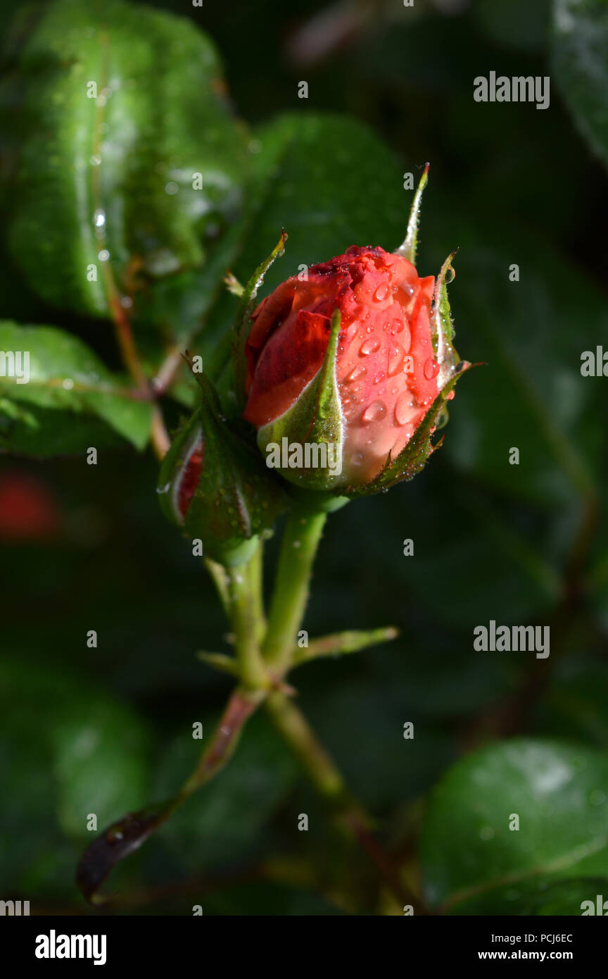 Beautiful pink rose close hi-res stock photography and images - Alamy